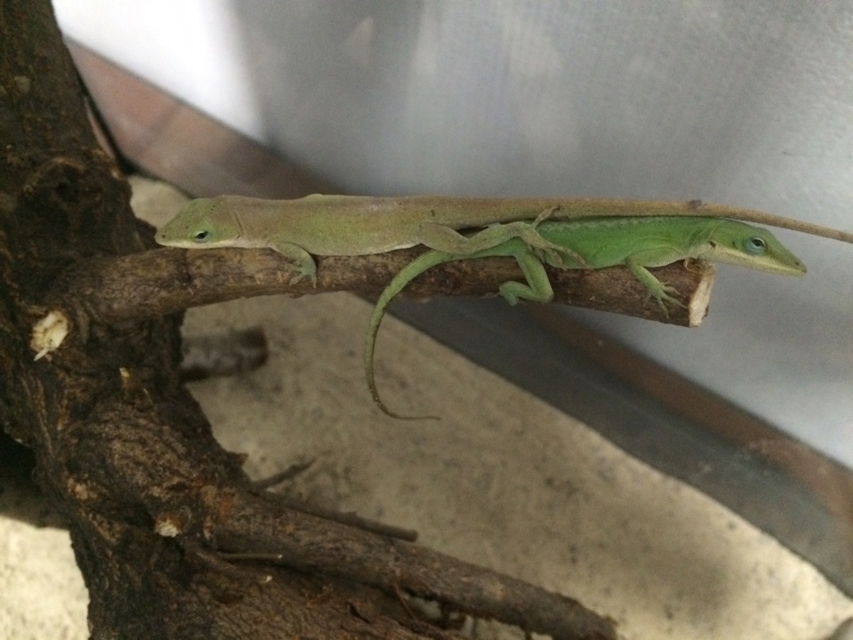 Help! Unidentified lizards! - My, Lizard, USA, Louisiana, Drowned, Animals, Longpost