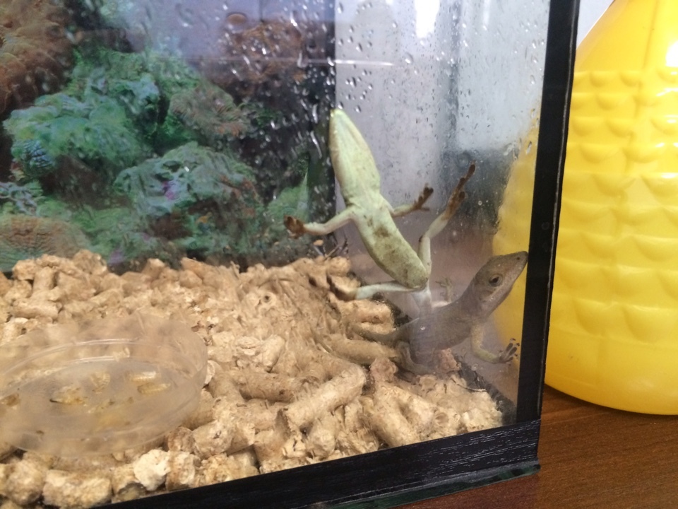 Help! Unidentified lizards! - My, Lizard, USA, Louisiana, Drowned, Animals, Longpost