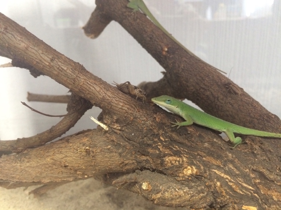 Help! Unidentified lizards! - My, Lizard, USA, Louisiana, Drowned, Animals, Longpost