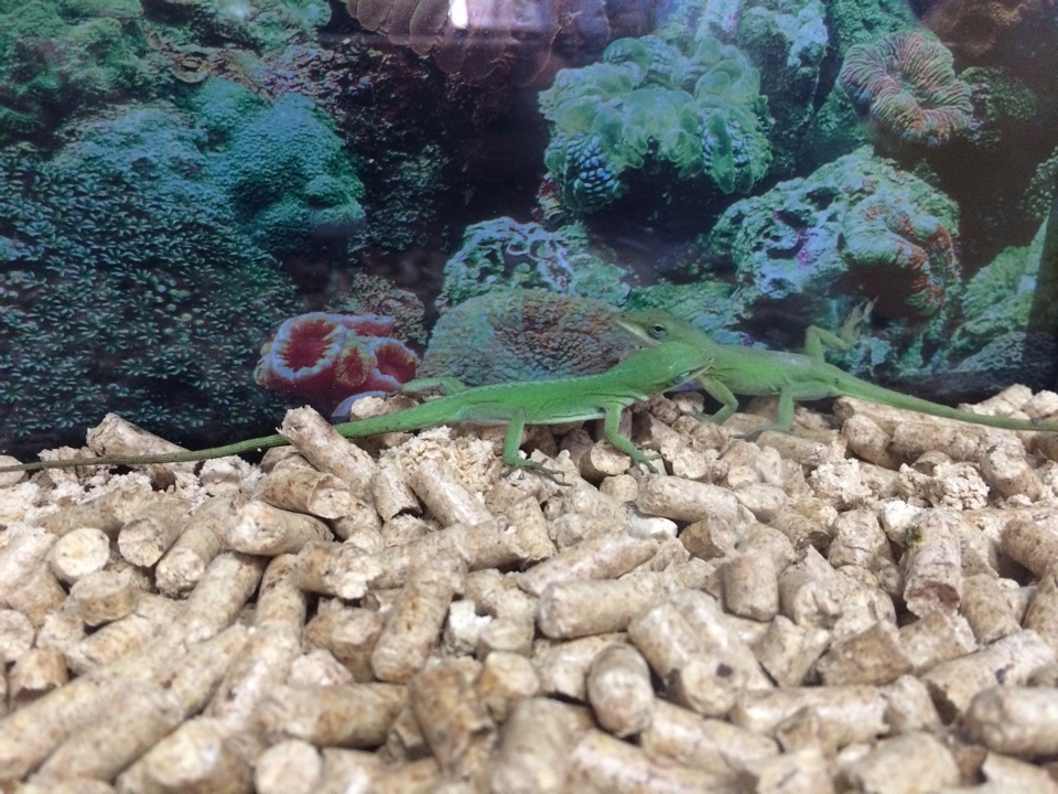 Help! Unidentified lizards! - My, Lizard, USA, Louisiana, Drowned, Animals, Longpost