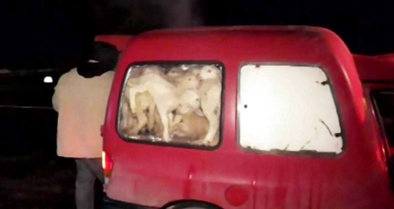 Slovak police have detained a farmer for transporting 72 lambs in a small van. - Lamb, Minibus, Rush hour, The male, Men