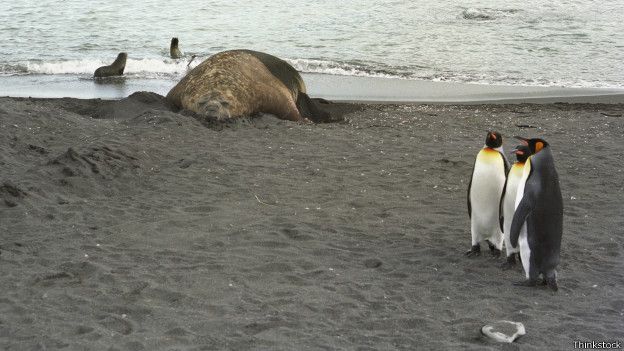 Penguins are increasingly becoming victims of sexual abuse! - Penguins, Fur seal, Violence, Tags are clearly not mine