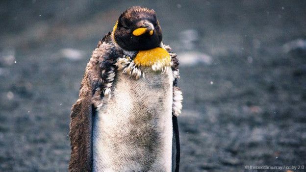 Penguins are increasingly becoming victims of sexual abuse! - Penguins, Fur seal, Violence, Tags are clearly not mine