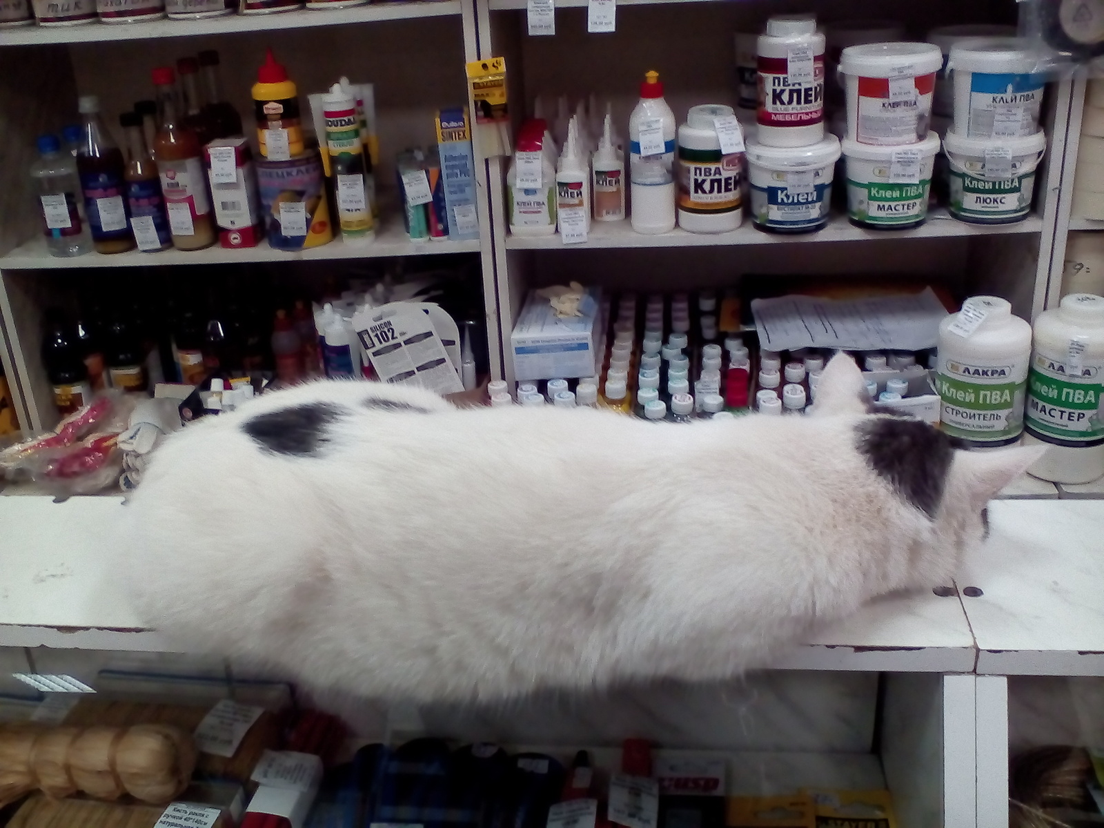 Котик "на продажу" | Пикабу