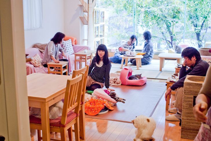 Cat cafe. - cat, Cat cafe, Longpost