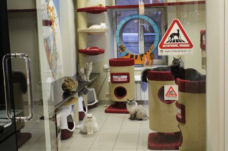 Cat cafe. - cat, Cat cafe, Longpost