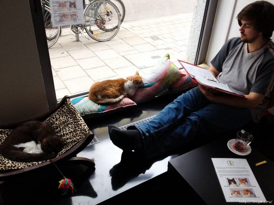 Cat cafe. - cat, Cat cafe, Longpost