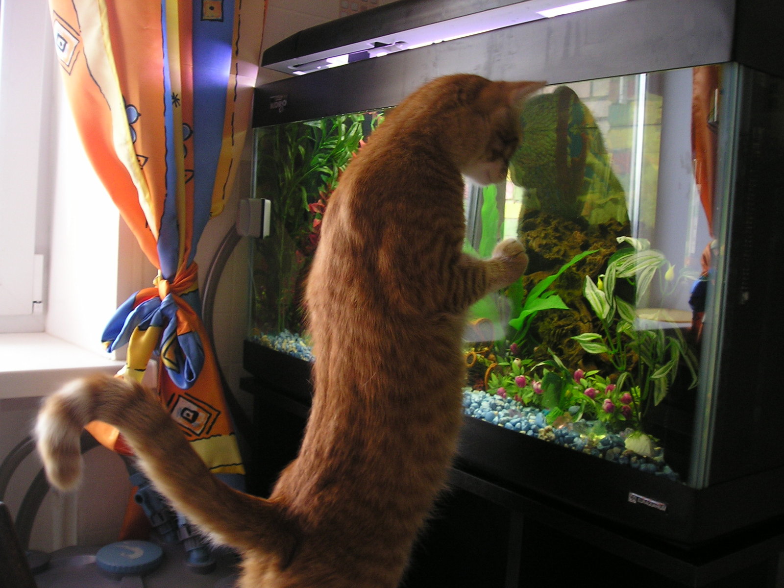 Аквариум для кота внутри. Кот и аквариум. Коты в аквариуме. Смешные кошки и аквариум. Кот и аквариум чмещное.
