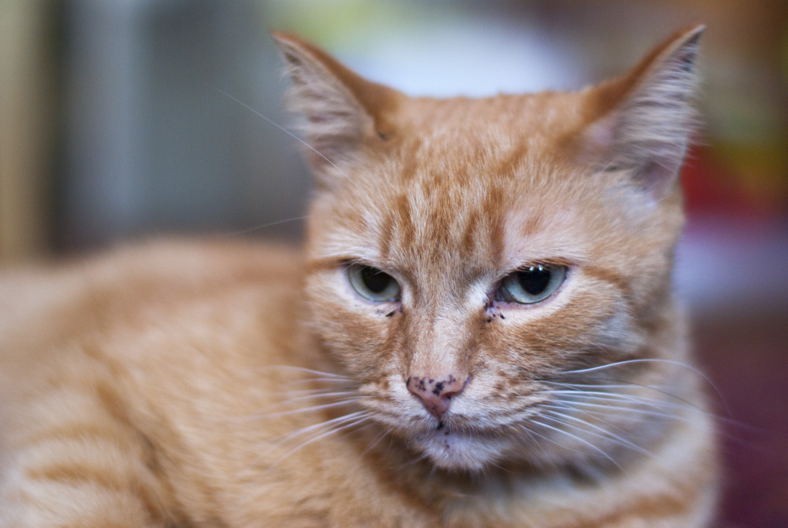 We have a rest - My, cat, Redheads, 10 years, Photo