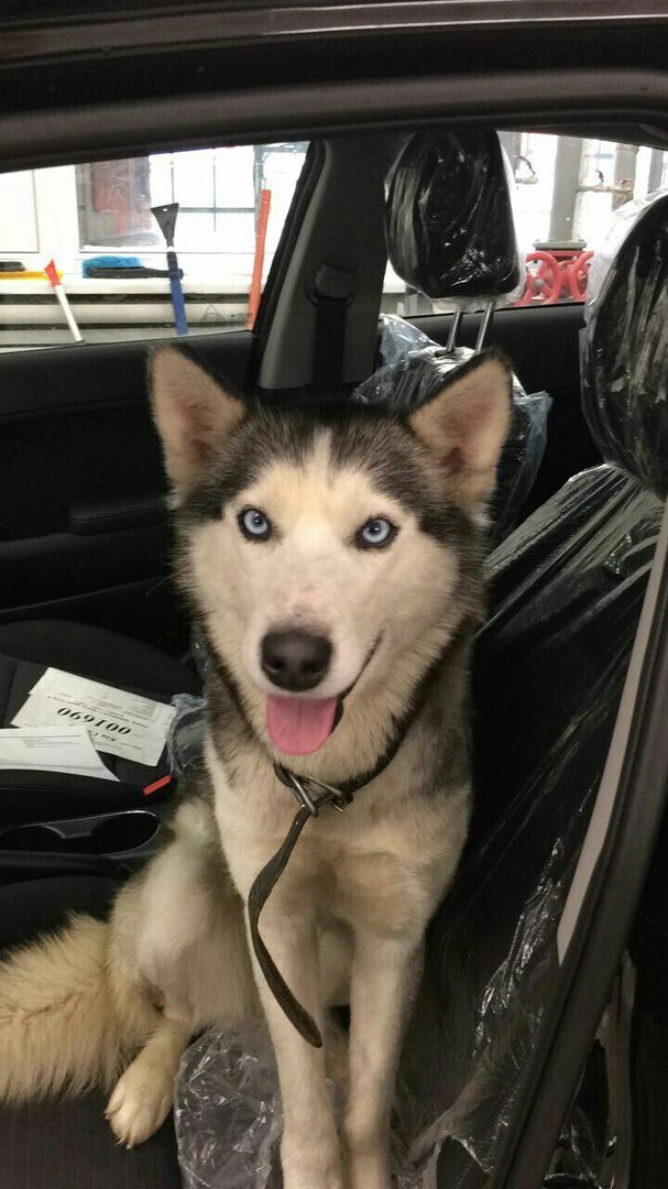 Found a husky in Tomilino! - My, Husky, Lost, Help, Dog, , Longpost, Moscow