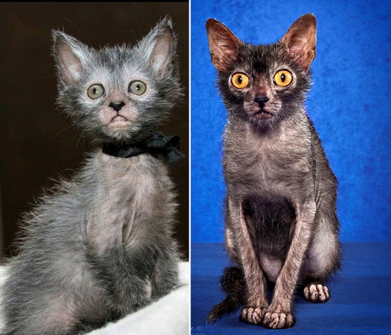 When you can't decide, do you want a bald or furry cat? - , cat, Photo