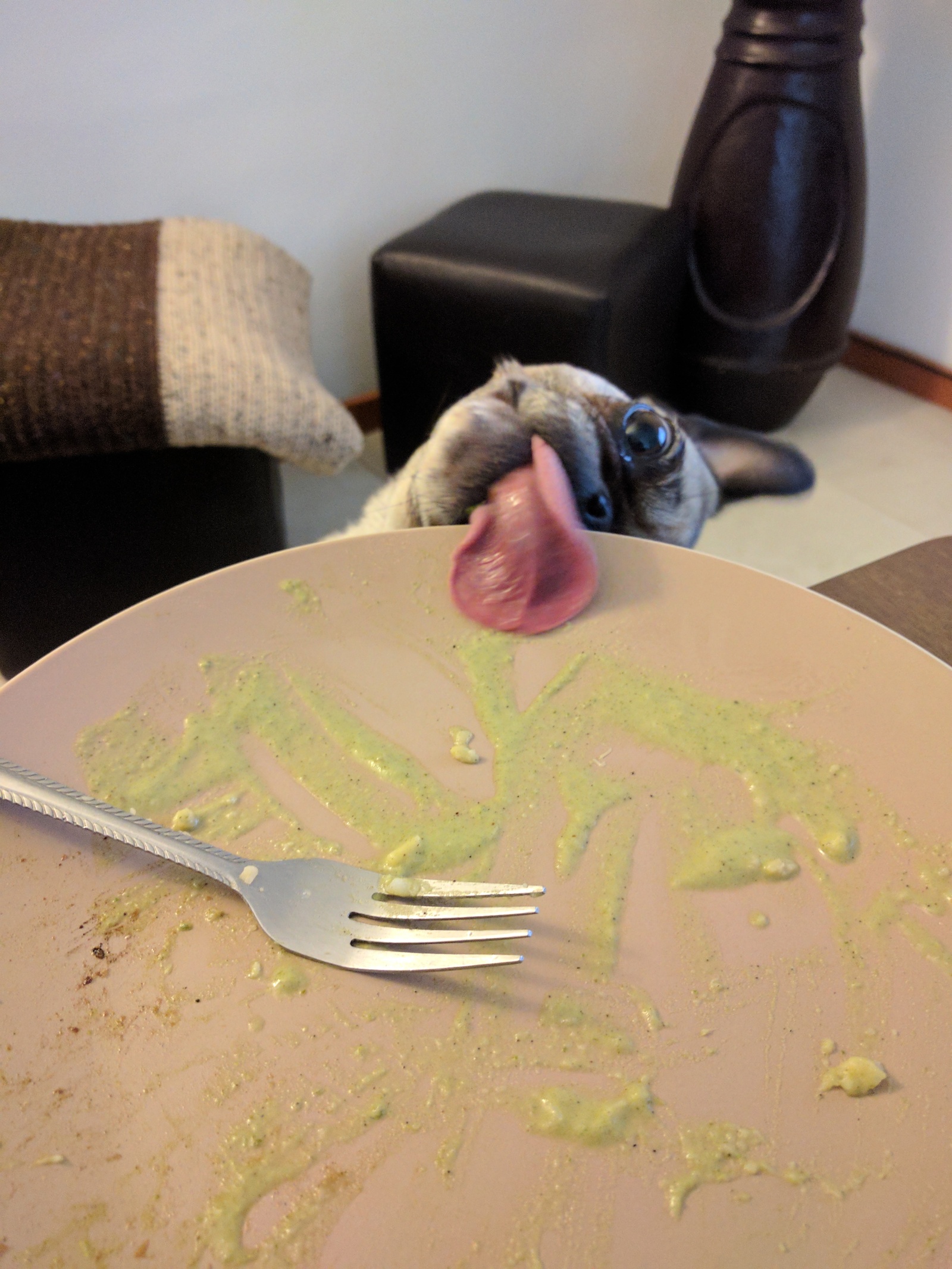 Wasabi - Photo, Dog, Language, Plate