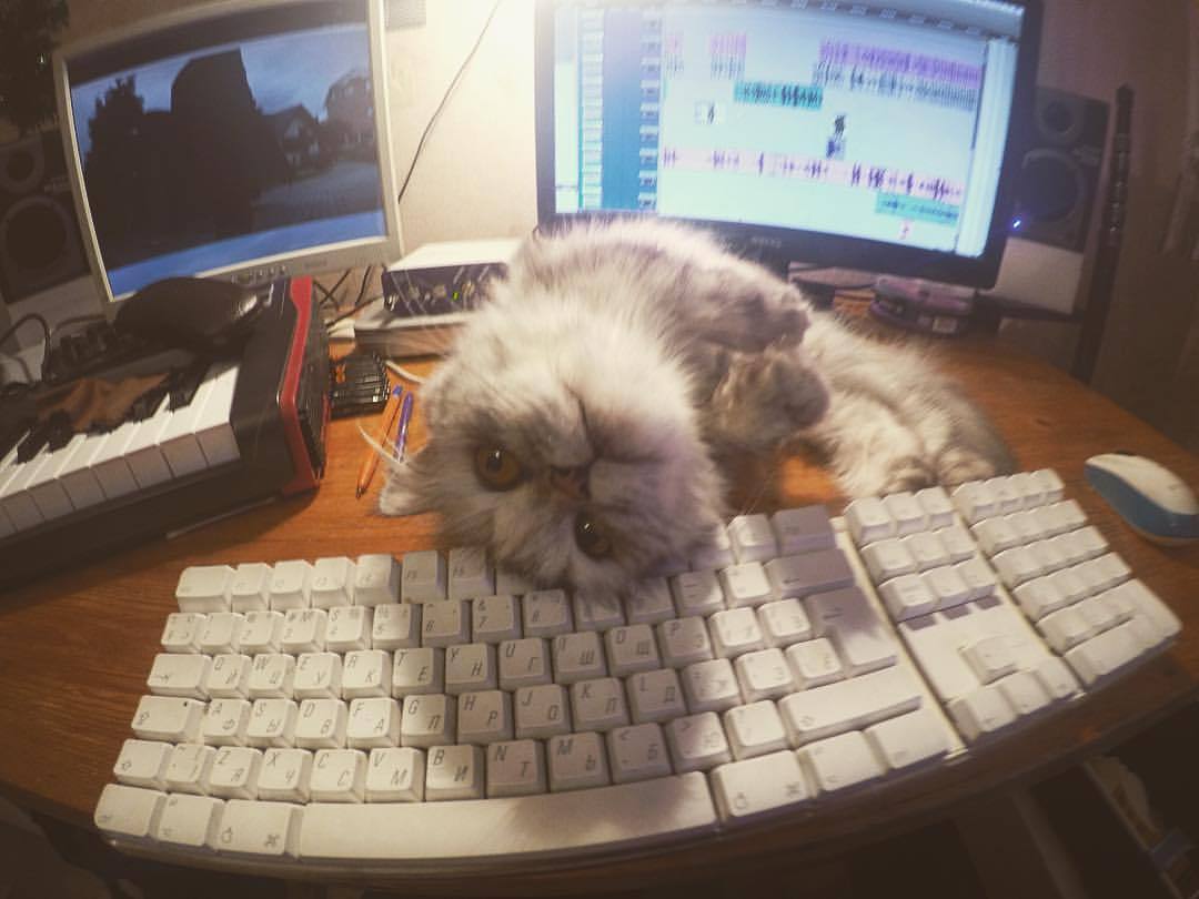 Stop mounting and give me food - My, cat, Hunger, PRO tools