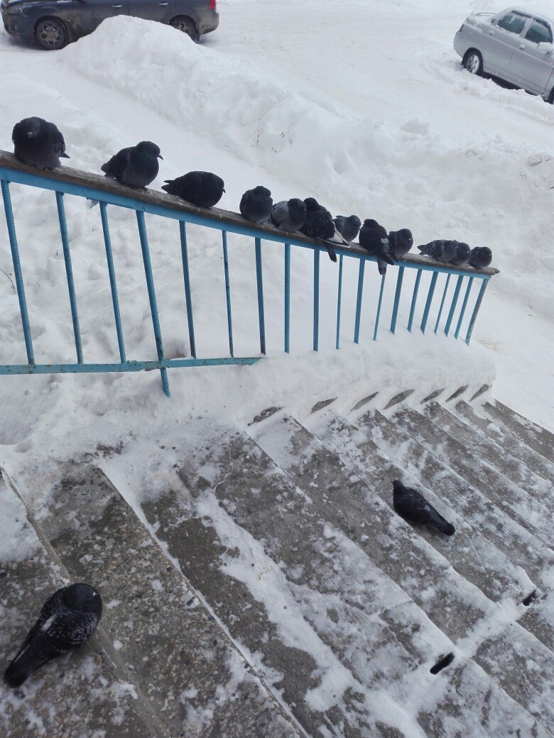 Gathering of pigeons - My, Pigeon, Winter, Porch, Railings, Longpost