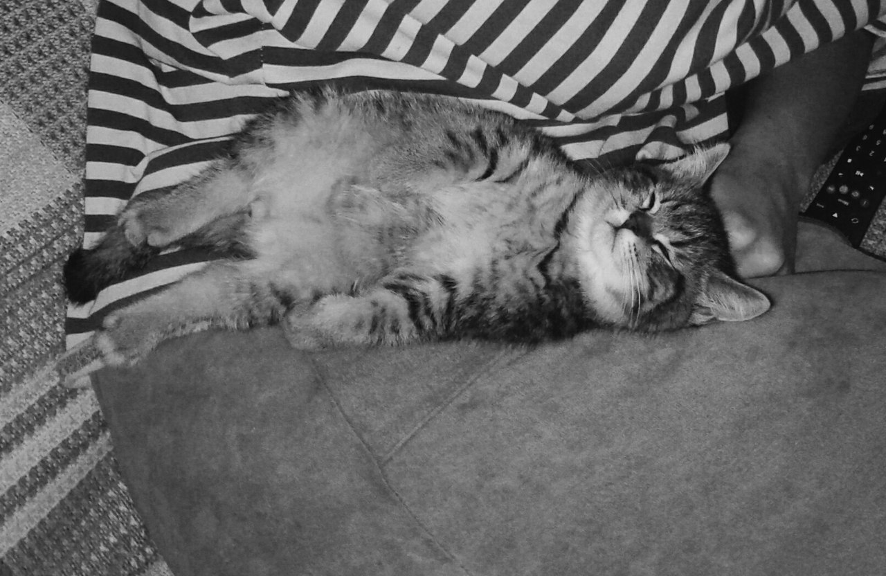 Толстый котёнок | Пикабу