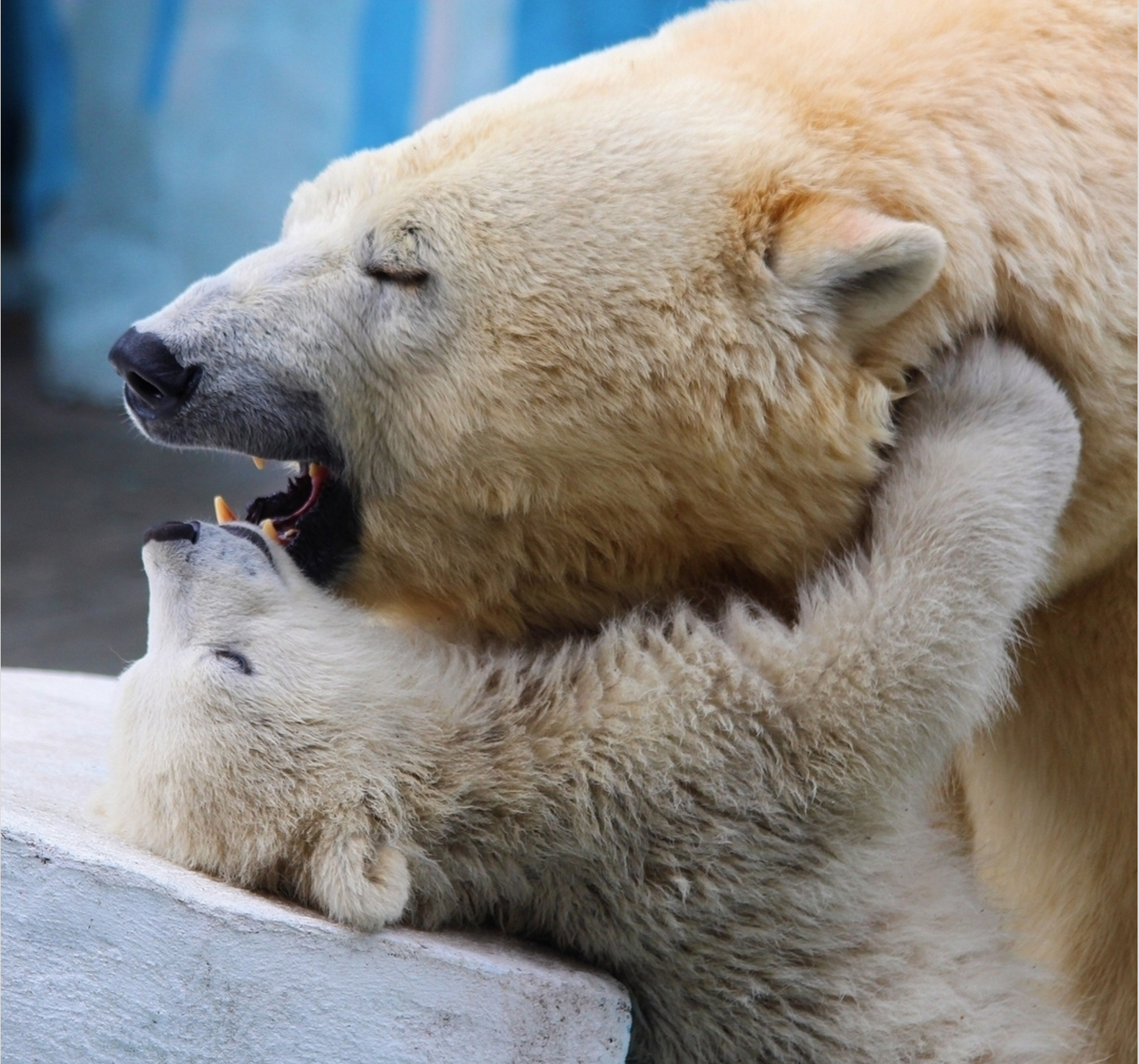 Mother and son - Polar bear, Novosibirsk Zoo, Gerda, Rostik