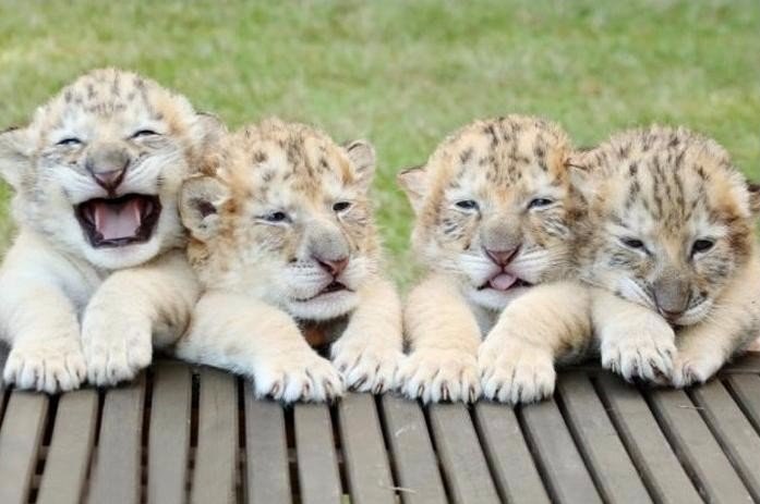 white family - Longpost, Animals, Zoo, Tiger, a lion, Liger