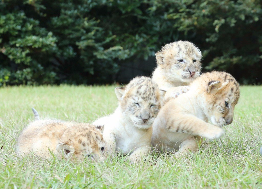 white family - Longpost, Animals, Zoo, Tiger, a lion, Liger