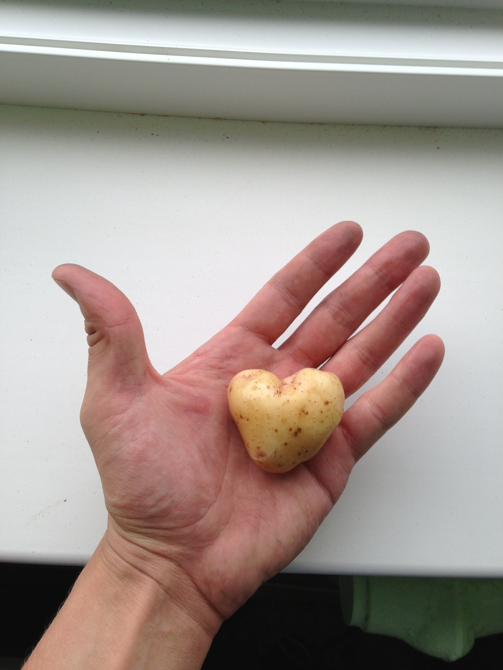 Our potatoes this year - My, Heart, Illusion, Harvest, Potato, Form, Longpost