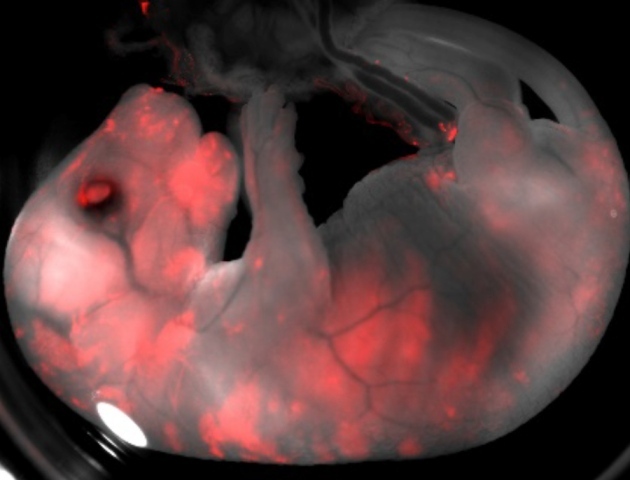 First human-pig hybrid created - Genetics, Person, Pig, Transplantation