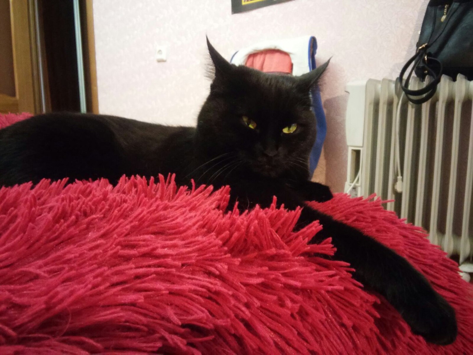 Friendship Story! - My, , Black cat, , Pet, Longpost, cat, Pets