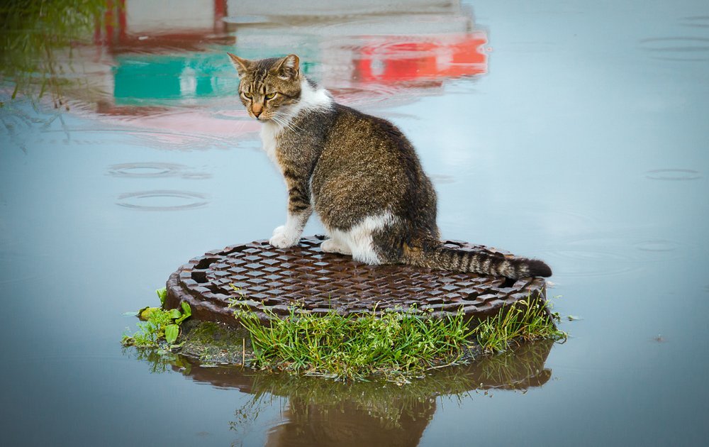 On the Isle - cat, Puddle, The photo