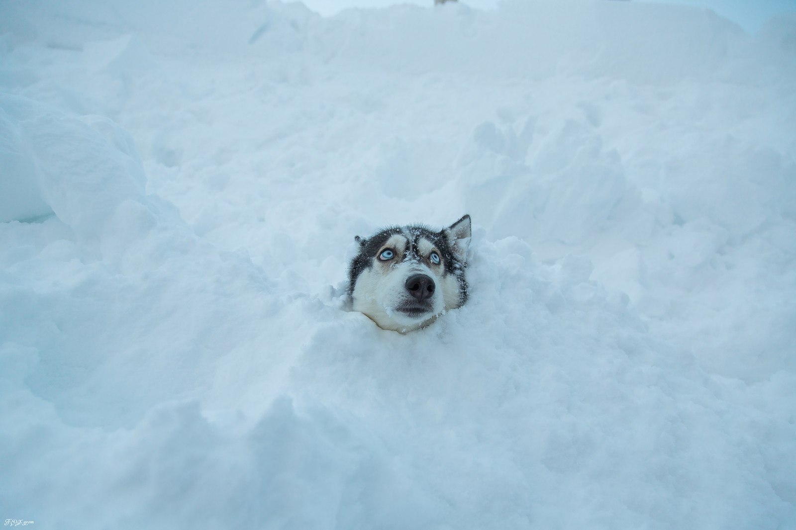 Running through a snowstorm - Photo, Dog, Husky, Winter, Snow, Blizzard, Longpost