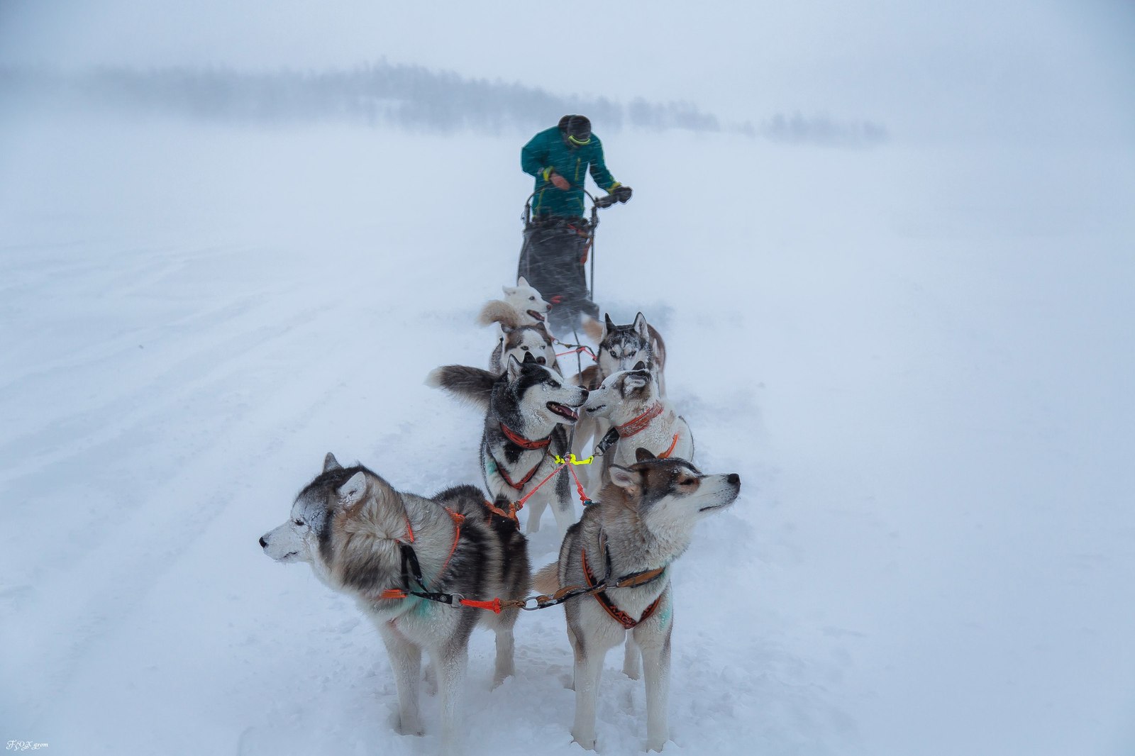 Running through a snowstorm - Photo, Dog, Husky, Winter, Snow, Blizzard, Longpost