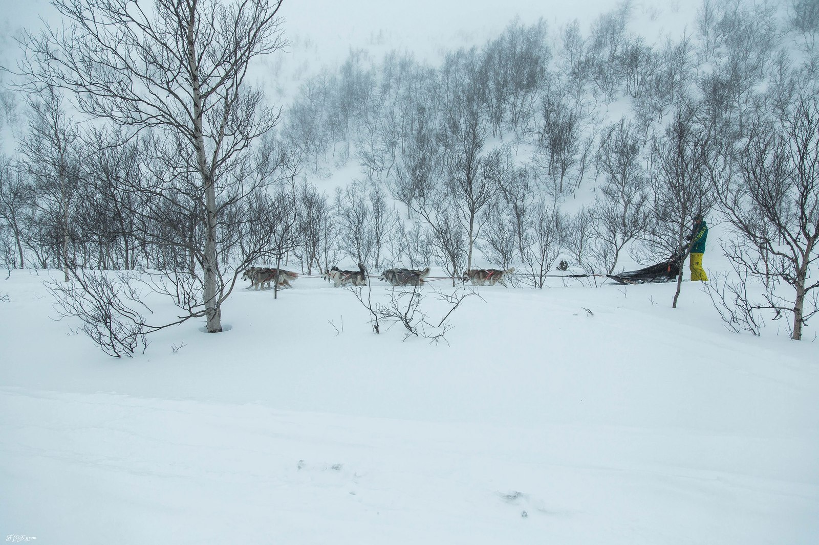 Running through a snowstorm - Photo, Dog, Husky, Winter, Snow, Blizzard, Longpost