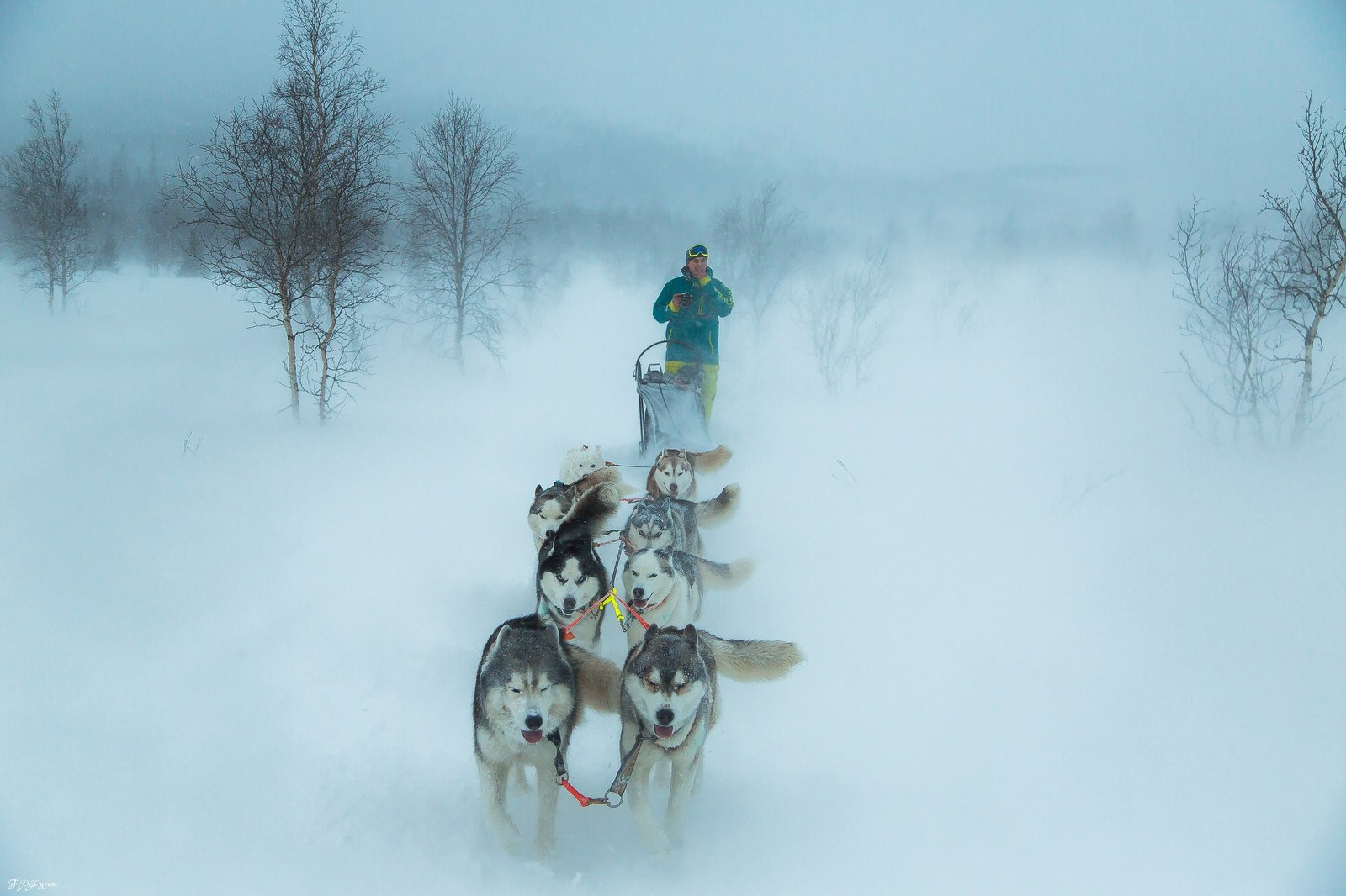 Running through a snowstorm - Photo, Dog, Husky, Winter, Snow, Blizzard, Longpost