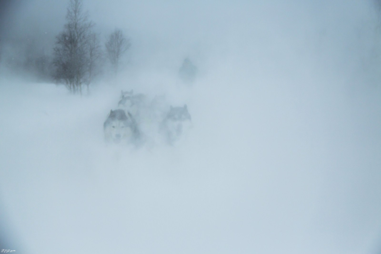 Running through a snowstorm - Photo, Dog, Husky, Winter, Snow, Blizzard, Longpost