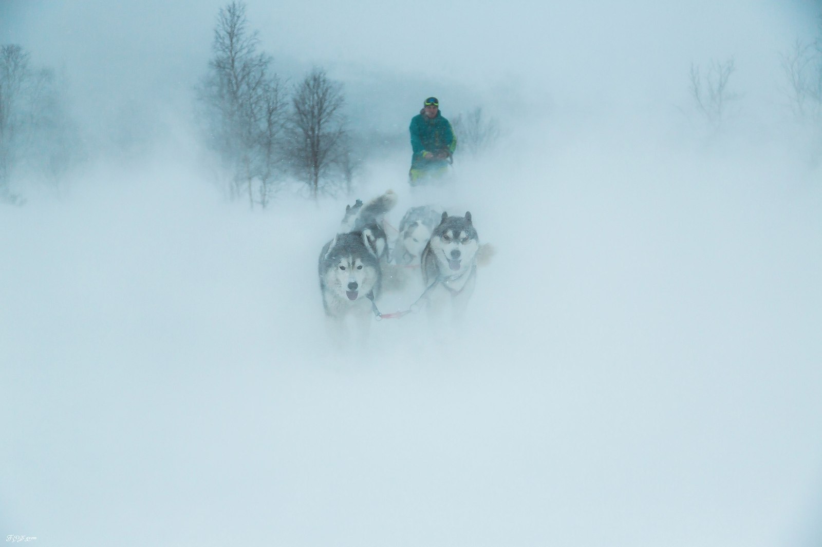 Running through a snowstorm - Photo, Dog, Husky, Winter, Snow, Blizzard, Longpost