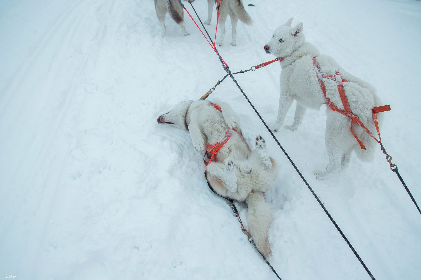 Running through a snowstorm - Photo, Dog, Husky, Winter, Snow, Blizzard, Longpost