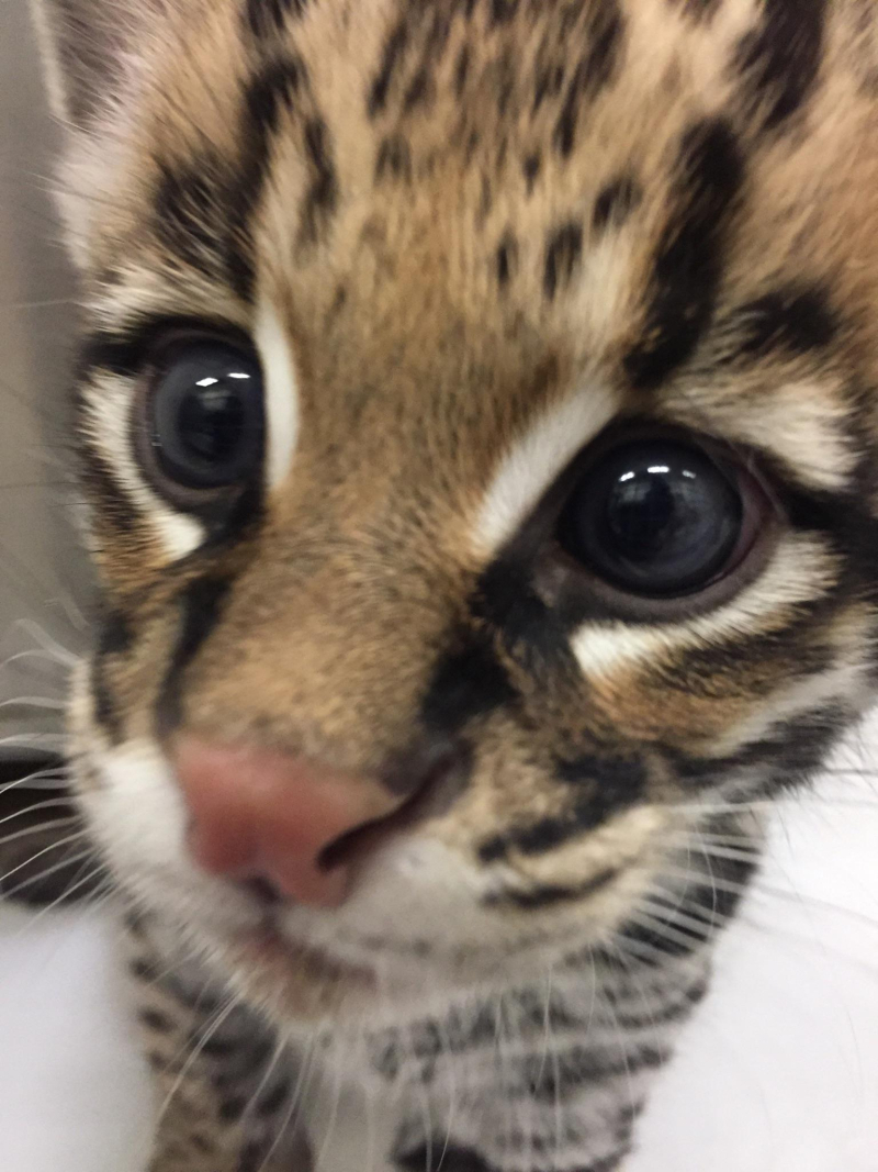 Ocelot kitten at the Buffalo Zoo (USA) - Ocelot, cat, Longpost