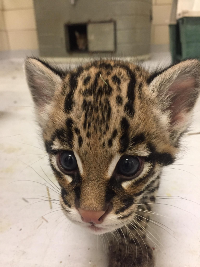 Ocelot kitten at the Buffalo Zoo (USA) - Ocelot, cat, Longpost