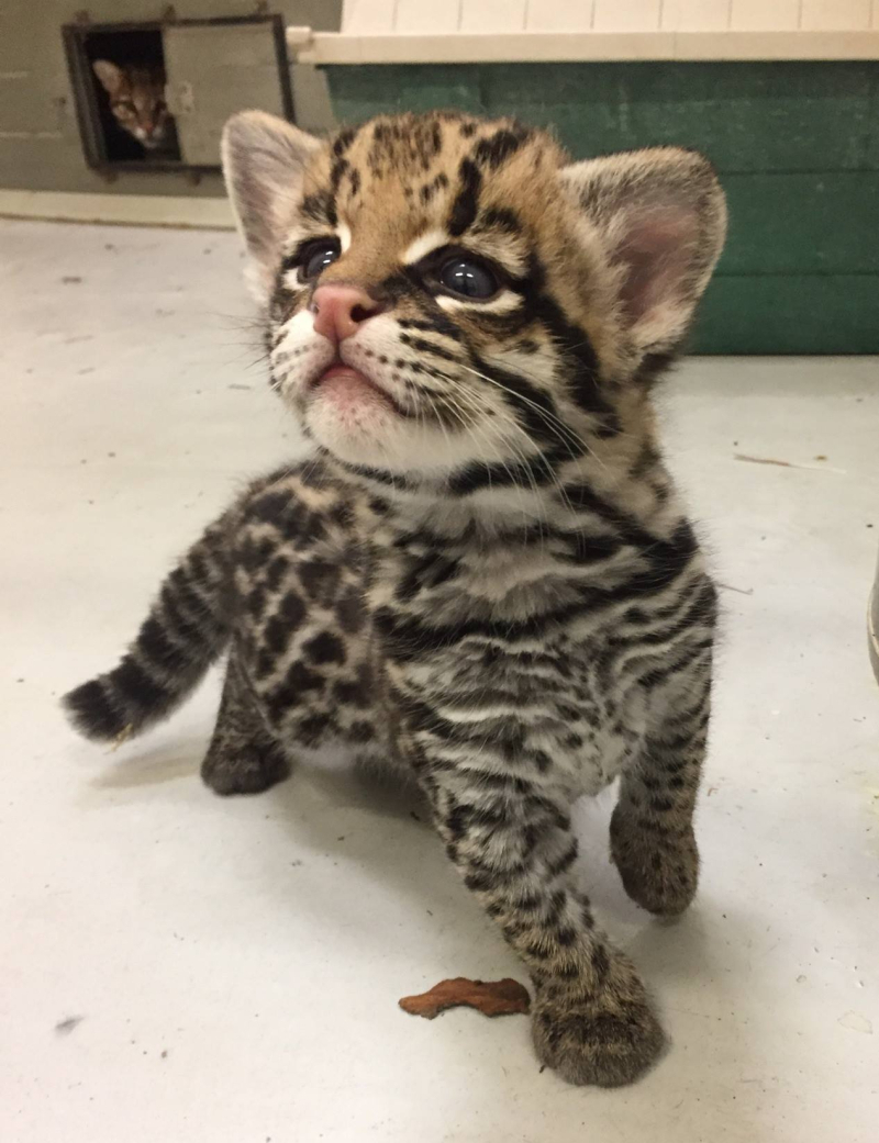 Ocelot kitten at the Buffalo Zoo (USA) - Ocelot, cat, Longpost