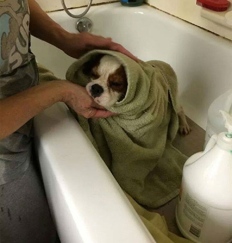 100 dogs. Volunteers saving a Puppy.