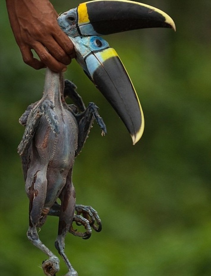 The photographer spent 12 days with the savages from the Amazonian tribe. His shots are shocking... - Guarani, Peekaboo, Longpost