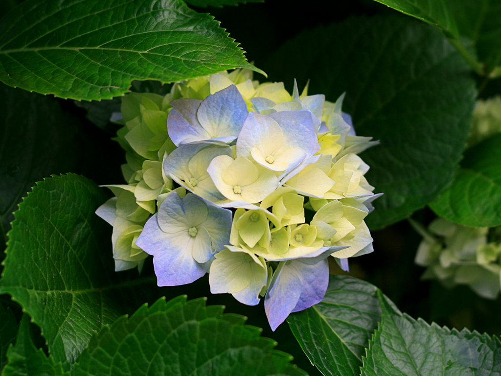 Purely intellect. - My, Flowers, Mystery, Intelligence, Summer