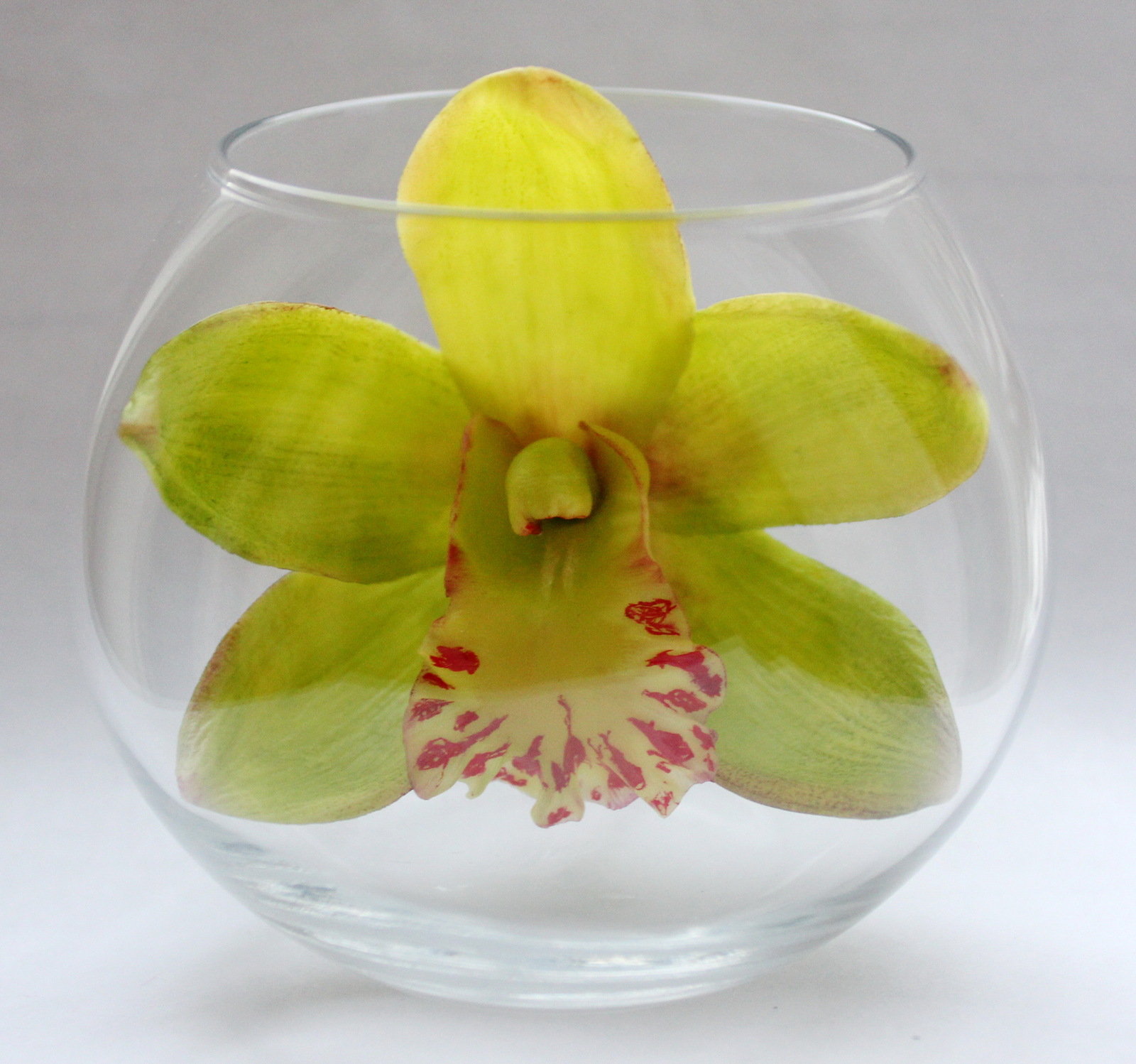 Polymer clay cymbidium orchid - My, Cymbidium, Orchids, Лепка, Polymer clay