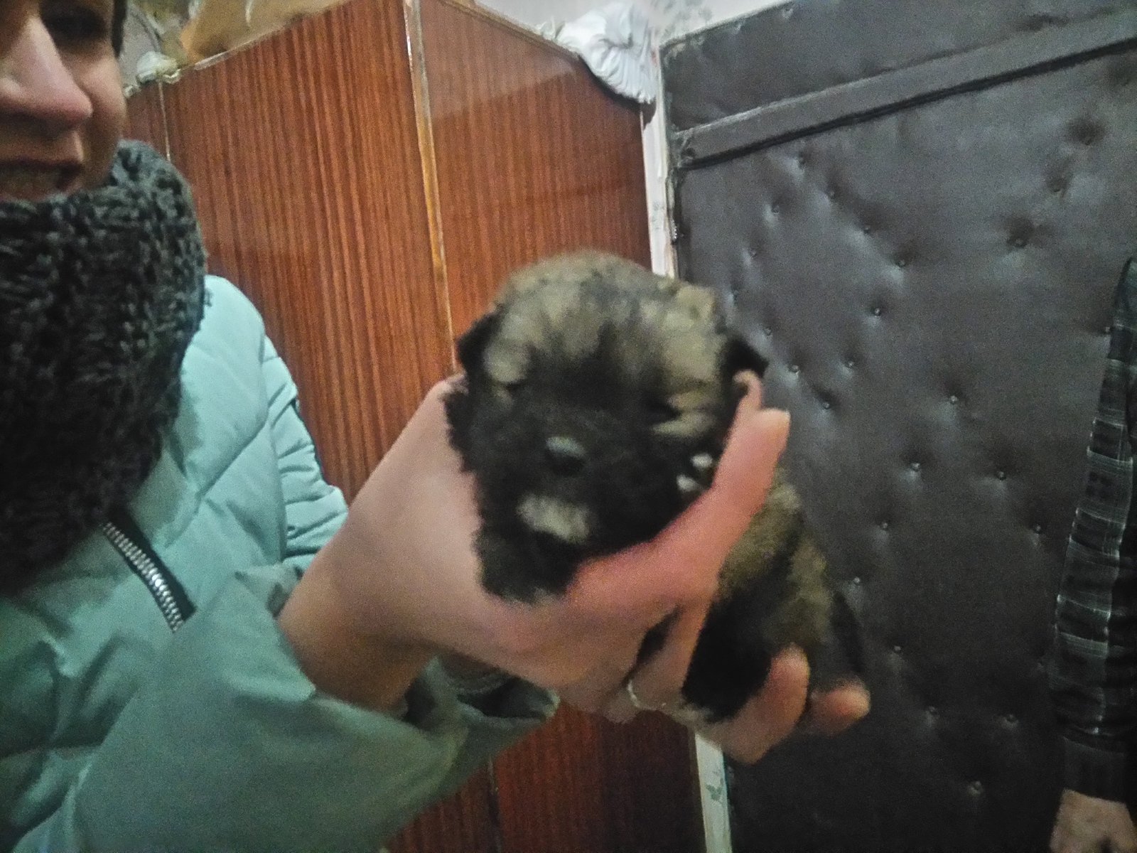 In Good Hands! Voronezh. - My, Puppies, In good hands, Voronezh, Is free, Longpost, Dog, Help