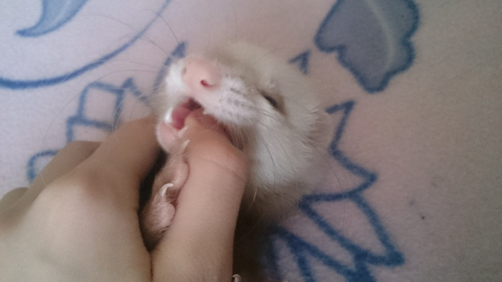 Little villain. - My, Ferret, Nyasha, 