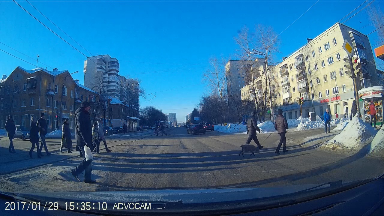 Nothing out of the ordinary, just a goat on a leash... - My, Kid, Leash, Pets, Gimmick, Yekaterinburg