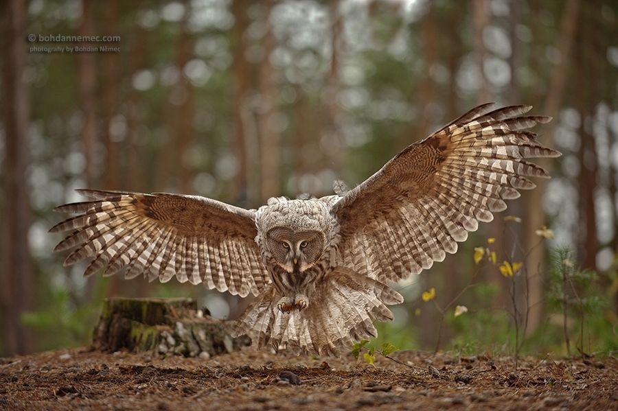 Owls - Owl, Photo, A selection, Flight, Longpost