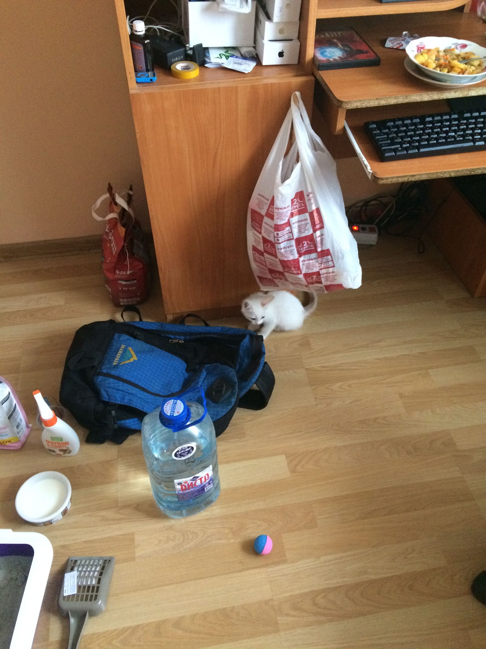 Kitten in good hands! - Yekaterinburg, cat, In good hands, Helping animals, Help, Longpost