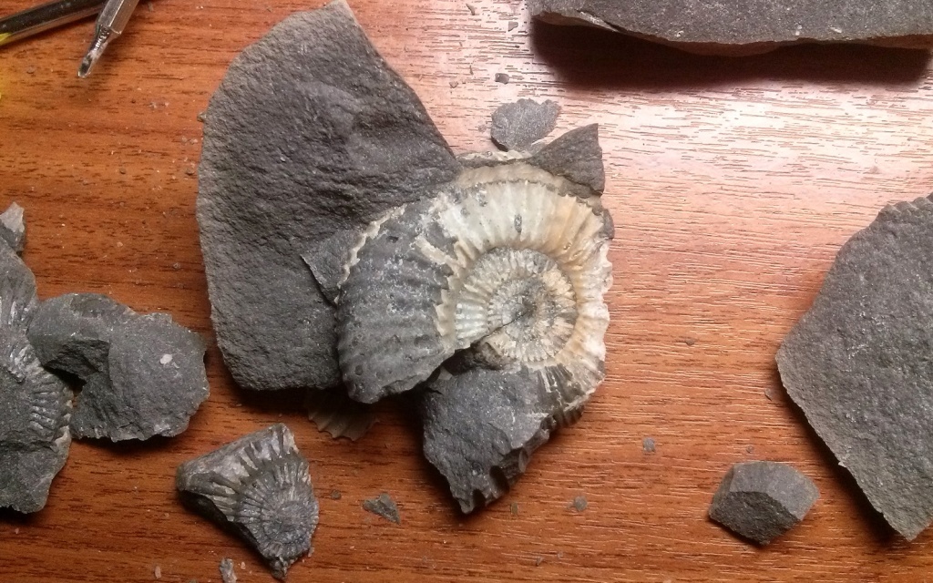 My fossils - My, Ammonite, Paleontology, Longpost