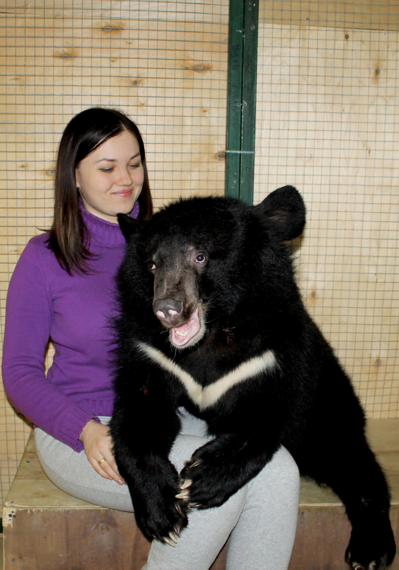 This muzzle... :) - My, Himalayan bear, Photo, Pleased, Muzzle