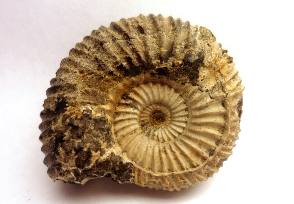 My fossils - My, Ammonite, Paleontology, Longpost