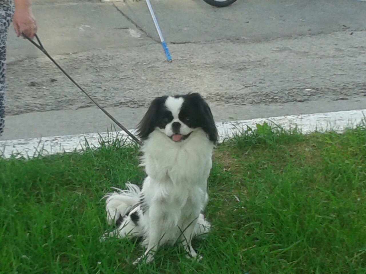 Abbot's dog - Dog, Abbath, , Immortal (black metal band)