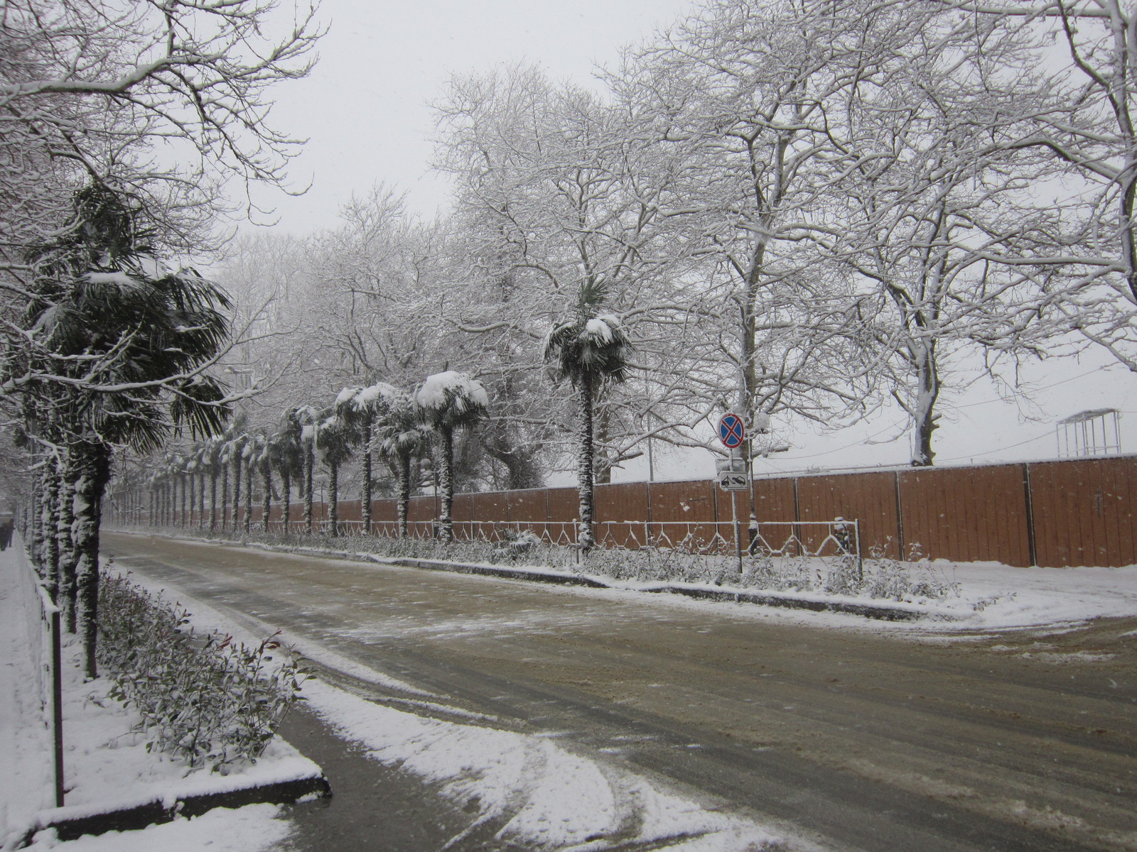 Today in Sochi (Adler district) - My, Sochi, Adler, Snow, Longpost